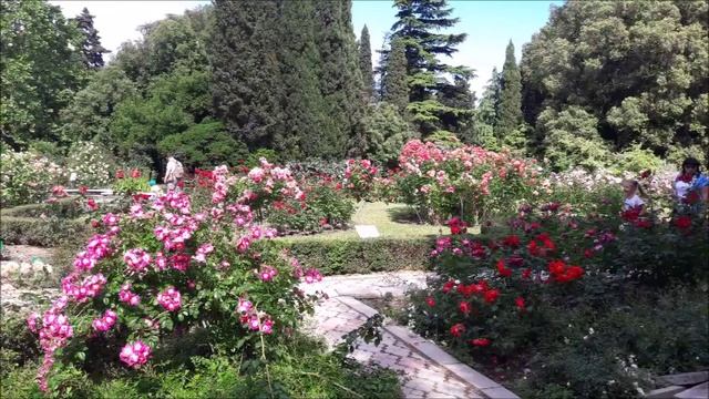 Парад Роз. Никитский Ботанический Сад 11.06.2017. смотреть онлайн