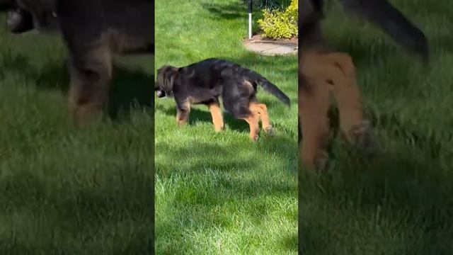 Puppy attack #subscribe #viral смотреть онлайн