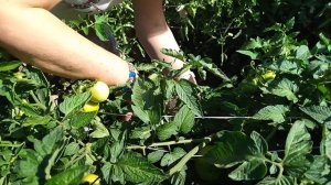 Томаты в открытом грунте. Когда буду убирать?