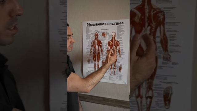 Про мышечную систему человека