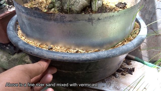Bonsai Experiment (Result Went Wrong!) | Rice hulls in soil mix for Tropical Bonsai смотреть онлайн