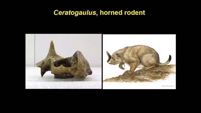 Nebraska Nature Nerd Night: Life in the Past Lake- Discovering Nebraska's Prehistoric Creatures смотреть онлайн