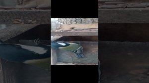 Хитроумная синица