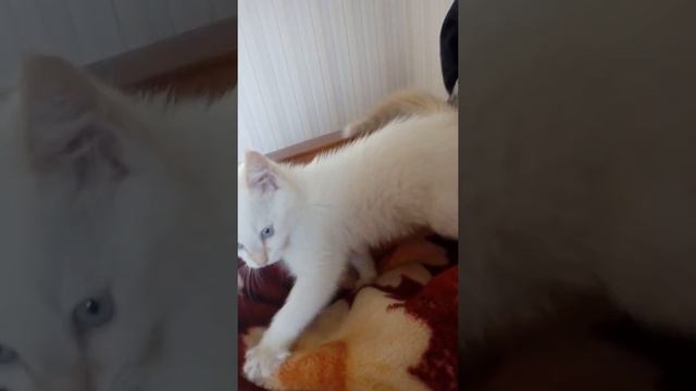 Угарная кошка клацает зубками) смотреть онлайн