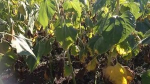 Подсолнечник Сингента "Сузука" начинает сохнуть.