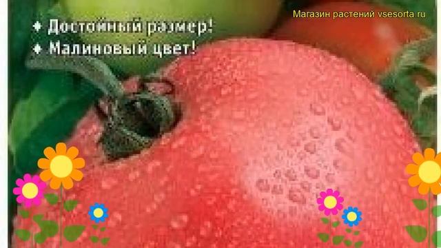 Томат обыкновенный Вано F1. Краткий обзор, описание характеристик, где купить семена смотреть онлайн