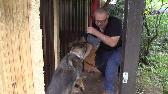 Приучение к тарзанке, важность активной помощи собаке на первом этапе смотреть онлайн