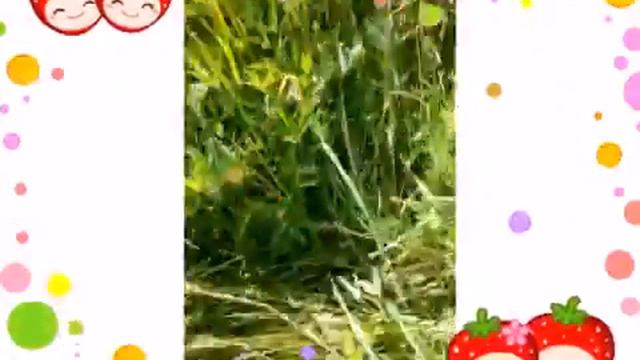 Vlog:Джек Рассел Терьер гуляет смотреть онлайн
