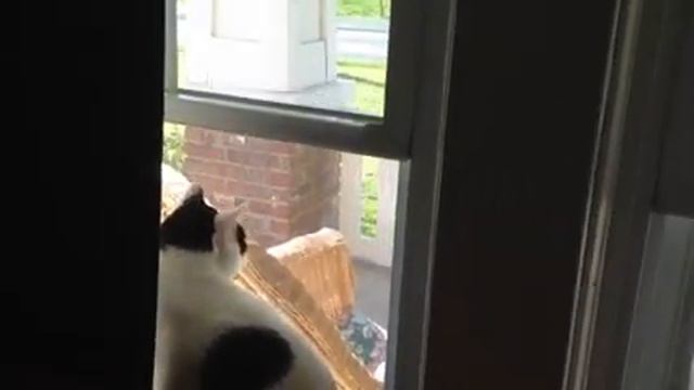 Cat hates music смотреть онлайн