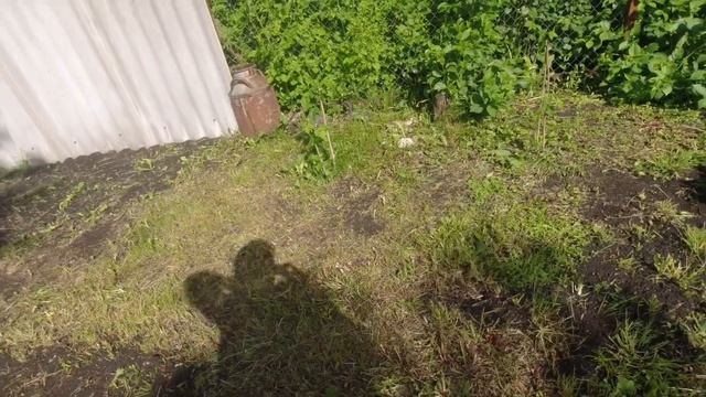 Что там в Огороде, После дождика в четверг ? смотреть онлайн