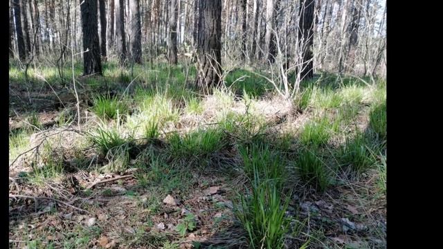 Звуки природы. Лес. Релаксация. Sound of nature. Forest. Relax. смотреть онлайн