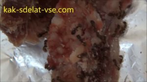 Как избавиться от муравьев в квартире. Как избавиться от рыжих муравьев.