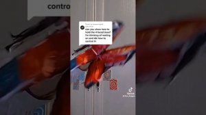 драконы из тик тока#видео не мои!