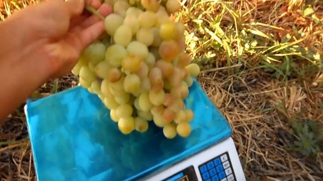 Виноград Ланселот 2016 (Панченко) смотреть онлайн