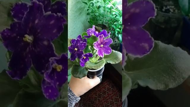 Супер фиалка ?СМ-Танец Галактик (Морев)? смотреть онлайн