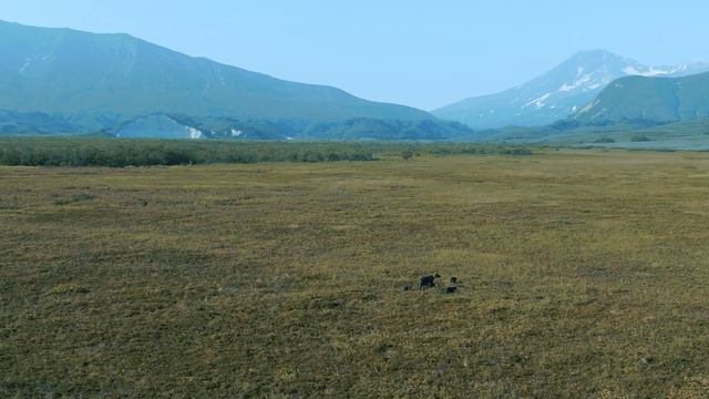 Бурые медведи. Хищники, Камчатки. смотреть онлайн
