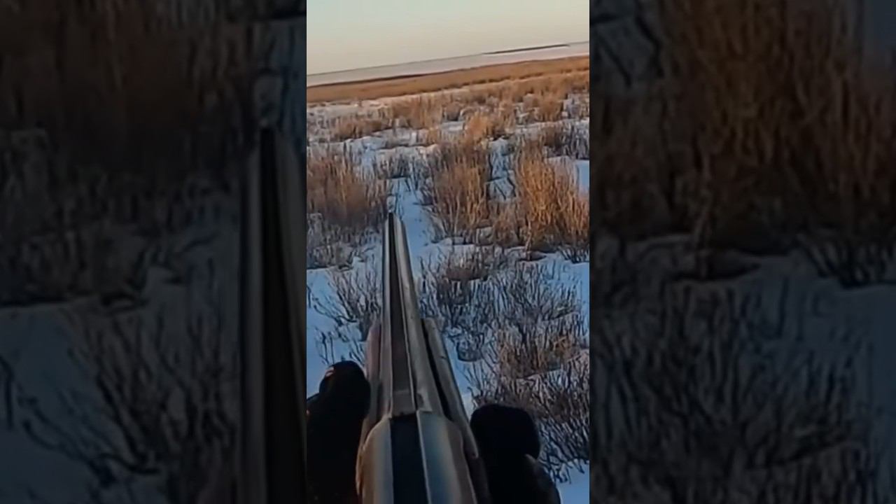 Охота на зайца. Достал третьим 00, пробежал 100м и упал #охота #охотаназайца смотреть онлайн