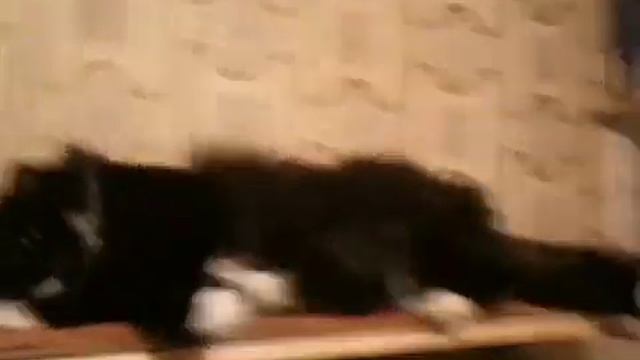 Кошкин дом в прихожке смотреть онлайн