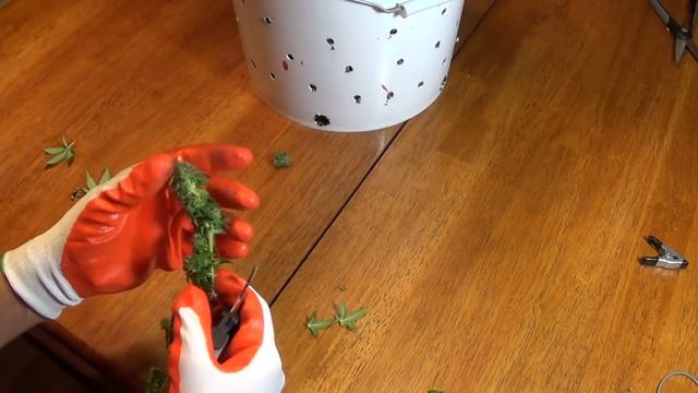 Dinafem White Widow Harvest | Week 19, Day 134 | 312 Grams Wet смотреть онлайн