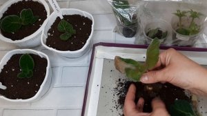 Укорененные макушки и цветоносы глоксиний.Какие же они нарастили клубни и за какое время.