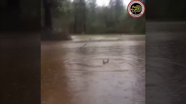 Американцев прёт от водонебоязни АК74 смотреть онлайн