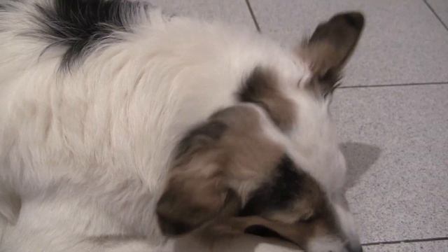 Спасённый Хаски Стёпа