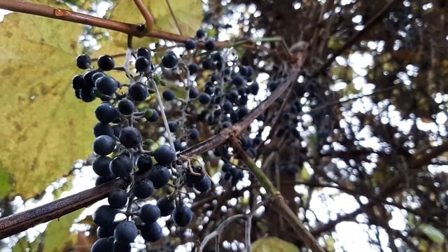 АМУРСКИЙ ВИНОГРАД -40 ГРАДУСОВ и плюс 40. смотреть онлайн