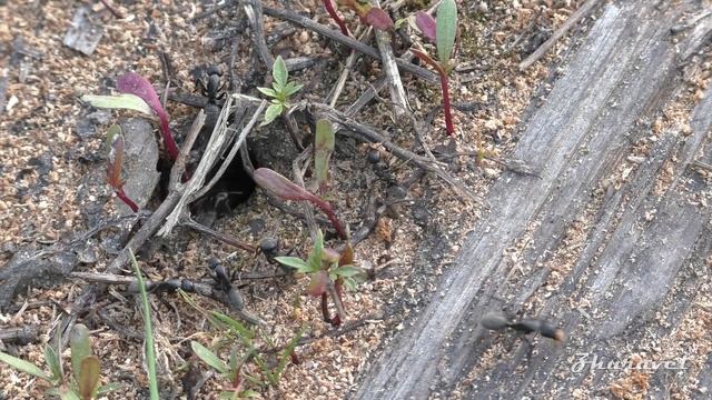 Camponotus vagus and Anthill Formica rufa . Чёрный муравей-древоточец и рыжий лесной муравей. смотреть онлайн