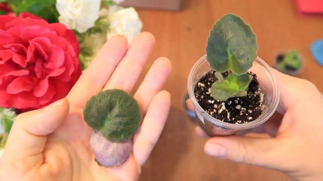 Как выходить фиалки? Реанимация фиалок после ужасной пересылки. Юлия Датта смотреть онлайн