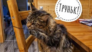 Запасаю водичку на случай потопа. Как там здоровье кошки Морошки? Не ставьте опыты на кошках!