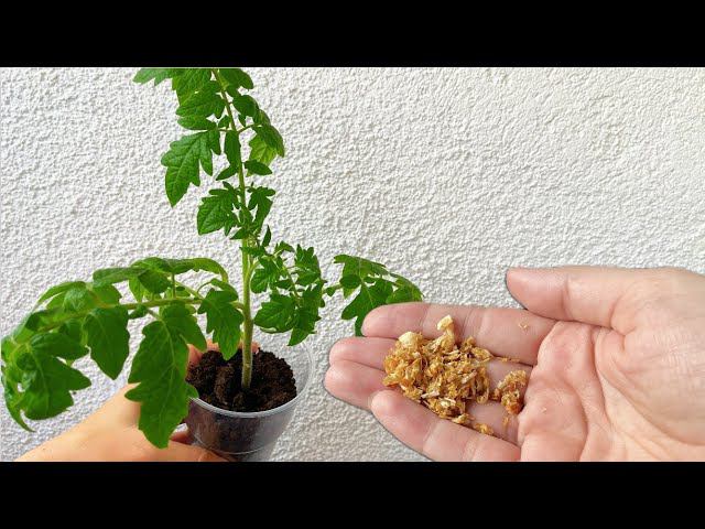 ОБАЛДЕТЬ! РАССАДА ТОЛСТЕЕТ НА ГЛАЗАХ И КОРНИ ПРУТ КАК БЕШЕНЫЕ! РАССАДА КРЕПКАЯ КОРЕНАСТАЯ смотреть онлайн