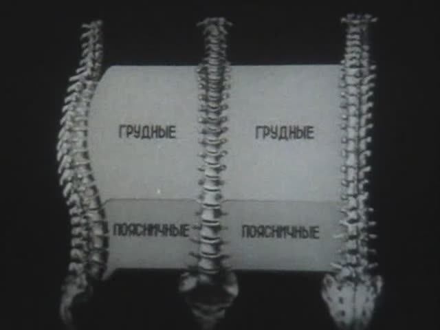 Физиология человека. Воспитание осанки и профилактика сколиоза у детей