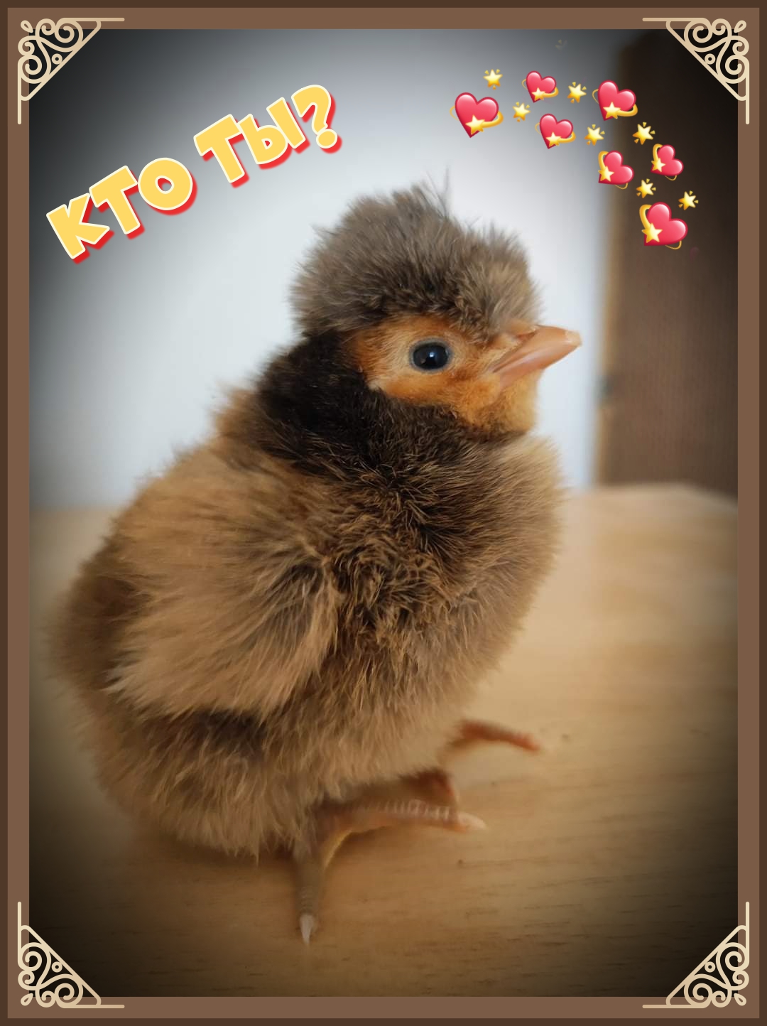 Кто ты? Новые породы кур в нашем ЛПХ смотреть онлайн