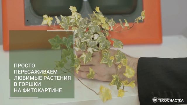 Фитопанели для вертикального озеленения интерьера (Фитокартина)