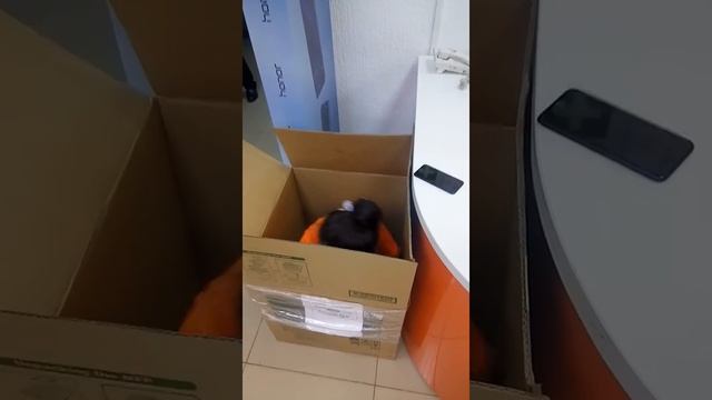 Посылка днс смотреть онлайн