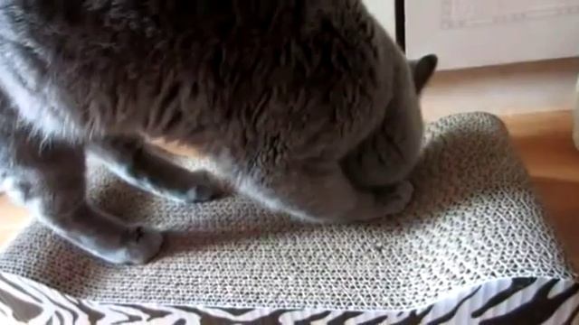 Когтеточка для кошек из гофрокартона с кошачьей мятой. смотреть онлайн