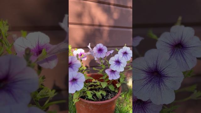 Петуния😍#shorts смотреть онлайн