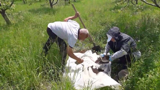 Установка почвенных ловушек и ловушки Малеза в саду смотреть онлайн