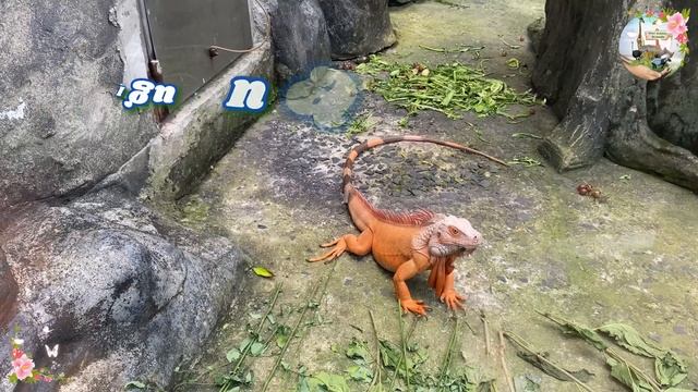 Cute Animal Sounds Around Us: Parrot, Chicken, Pig, Goat, Cow, Lion | Music For Relax смотреть онлайн