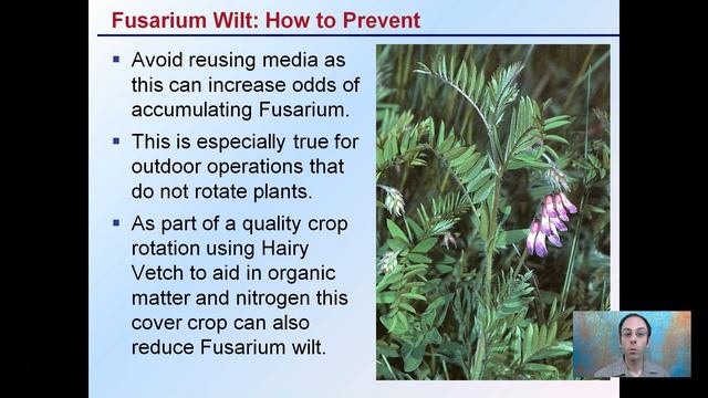 Fusarium Wilt смотреть онлайн