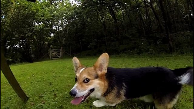 Pembroke Welsh Corgis Slow Motion Flappy Tongues смотреть онлайн