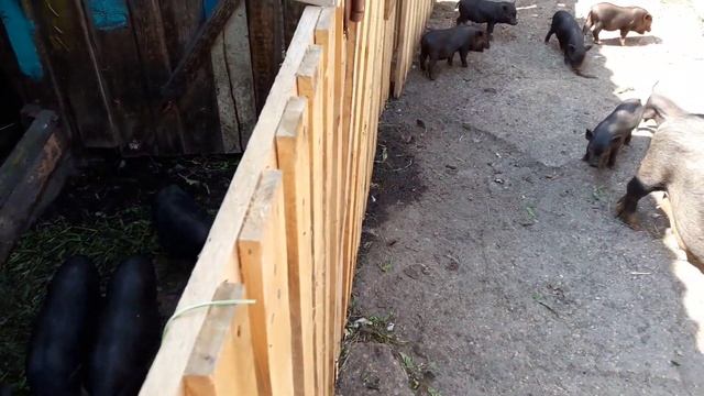 Вьетнамские вислобрюхие свиньи мой опыт содержания смотреть онлайн