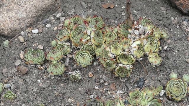 Sempervivum Calcareum ´Mrs Guiseppi´