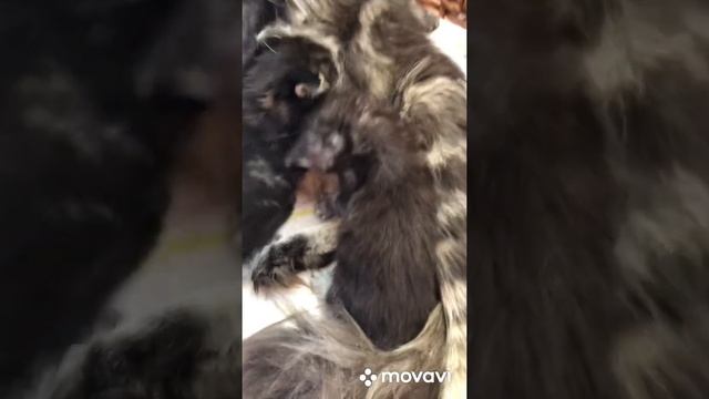 Котята мейн кун смотреть онлайн