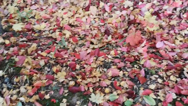 Сказочная осень в Брянске 😍 смотреть онлайн