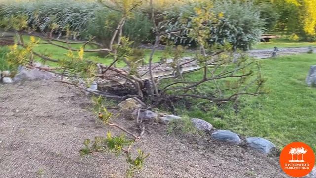 В саду с Ириной Савватеевой. "Пограничные" культуры в климате МО. Как перезимовал сумах? смотреть онлайн