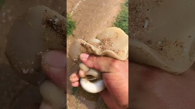 Talented Fisherman Catching Seafood | Deep Sea Creatures ! Fishing! -Tik Tok смотреть онлайн