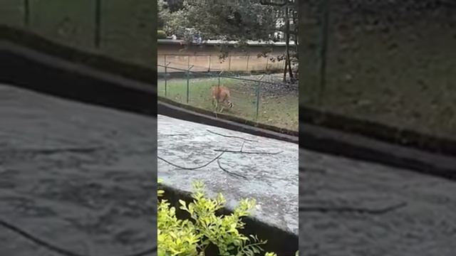 Calcata.video смотреть онлайн