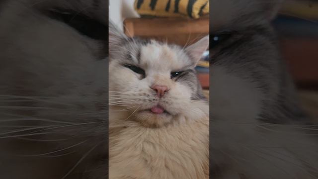 менй кун кошка показывает язык. the cat shows смотреть онлайн