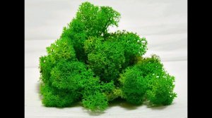 Стабилизированный мох. Стабилизация мха в домашних условиях. Первый пробный вариант.